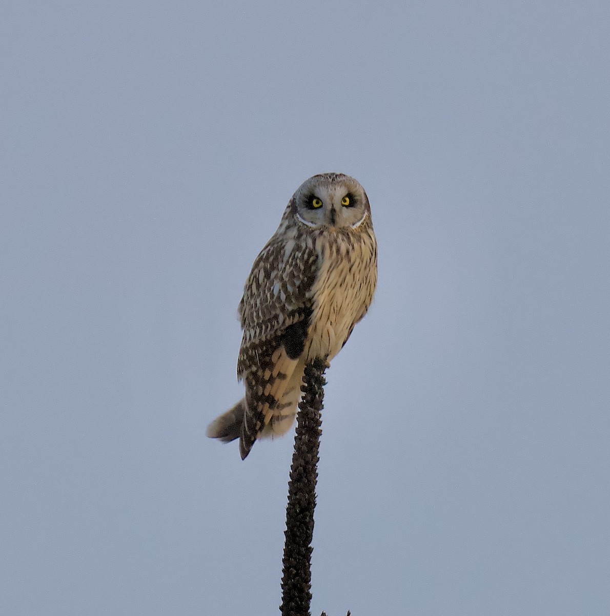 Short-eared Owl - ML632120736