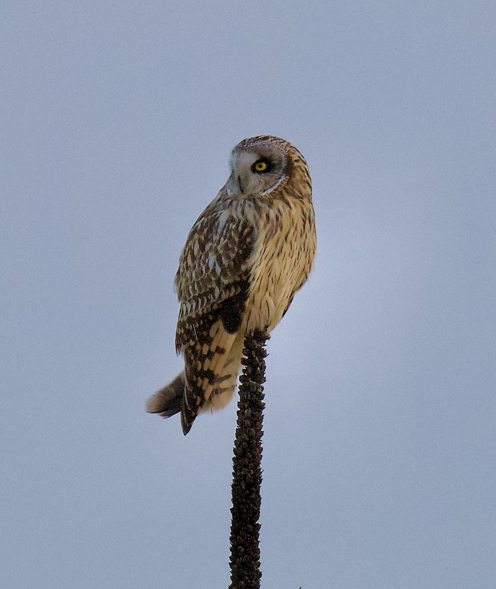 Short-eared Owl - ML632120737
