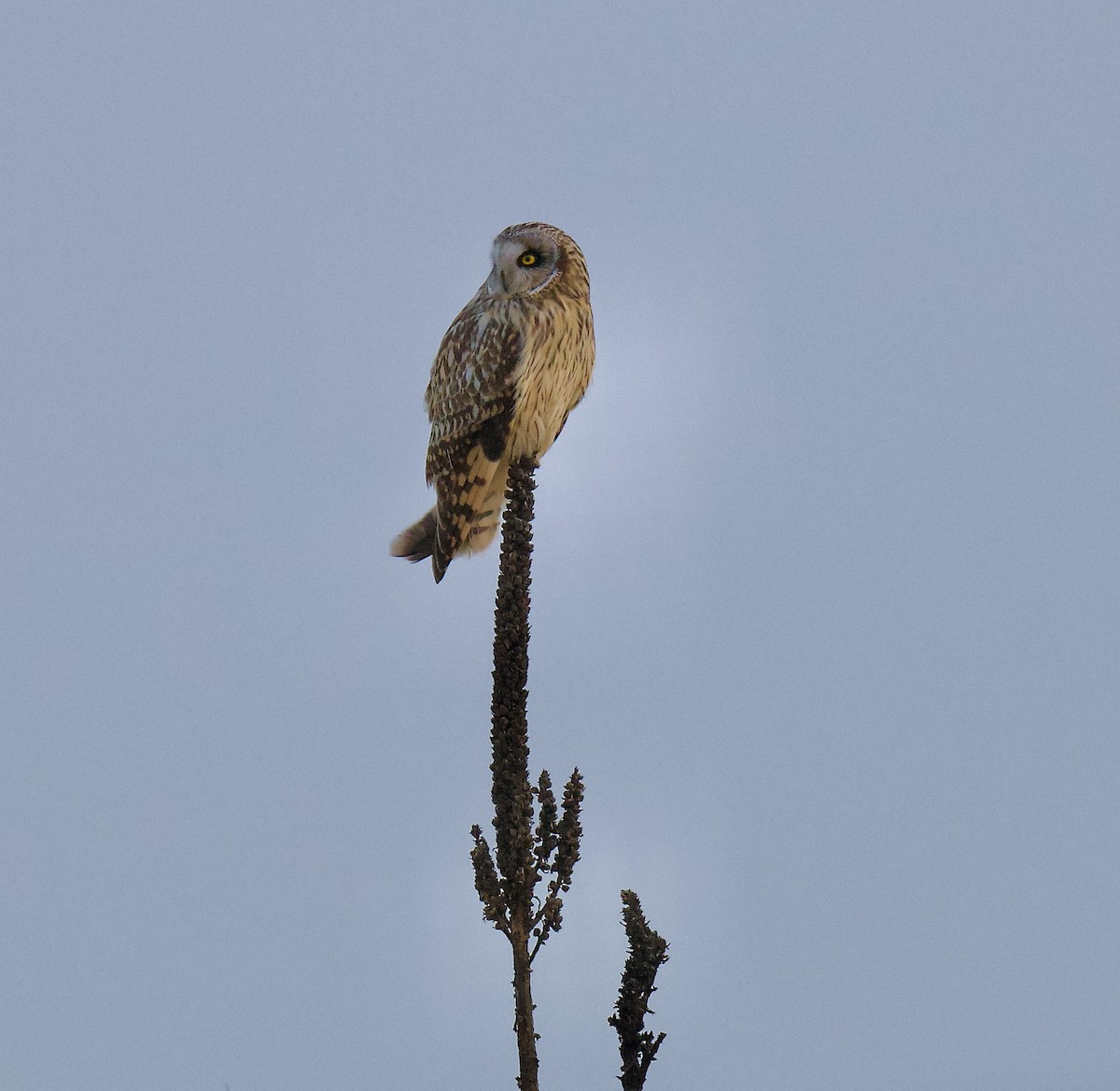 Short-eared Owl - ML632120738