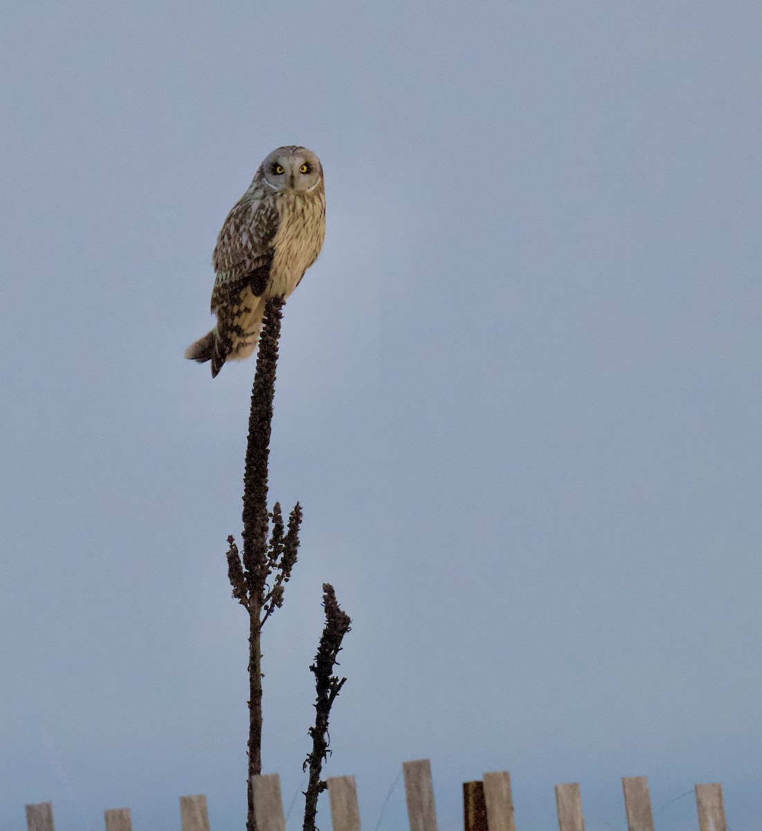Short-eared Owl - ML632120739