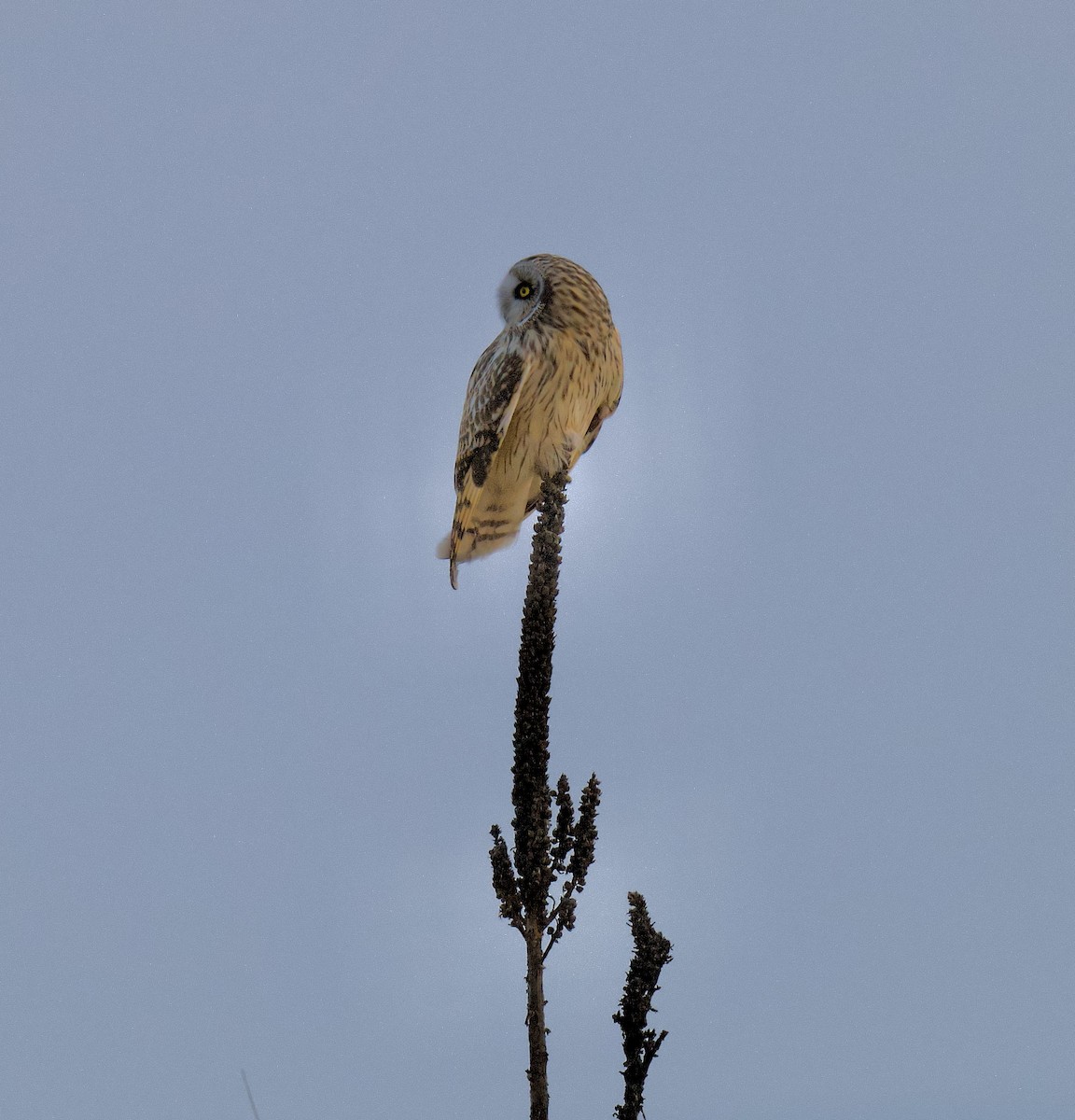 Short-eared Owl - ML632120740