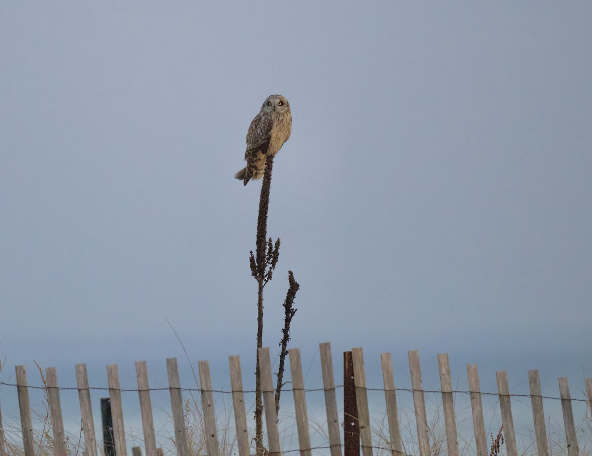 Short-eared Owl - ML632120741
