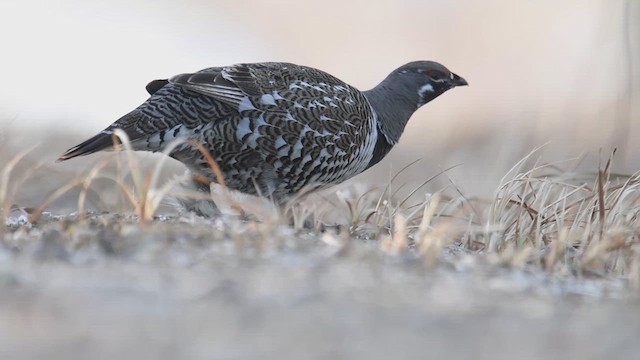 Spruce Grouse - ML632120790