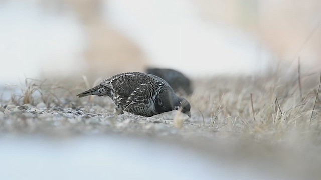 Spruce Grouse - ML632120791