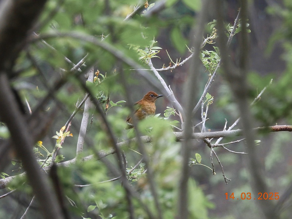 ココアムジツグミ - ML632120803