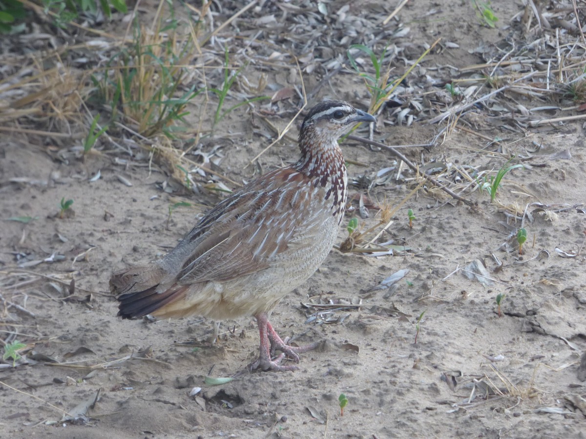 Crested Francolin - ML63212081