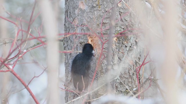 Black-backed Woodpecker - ML632120870