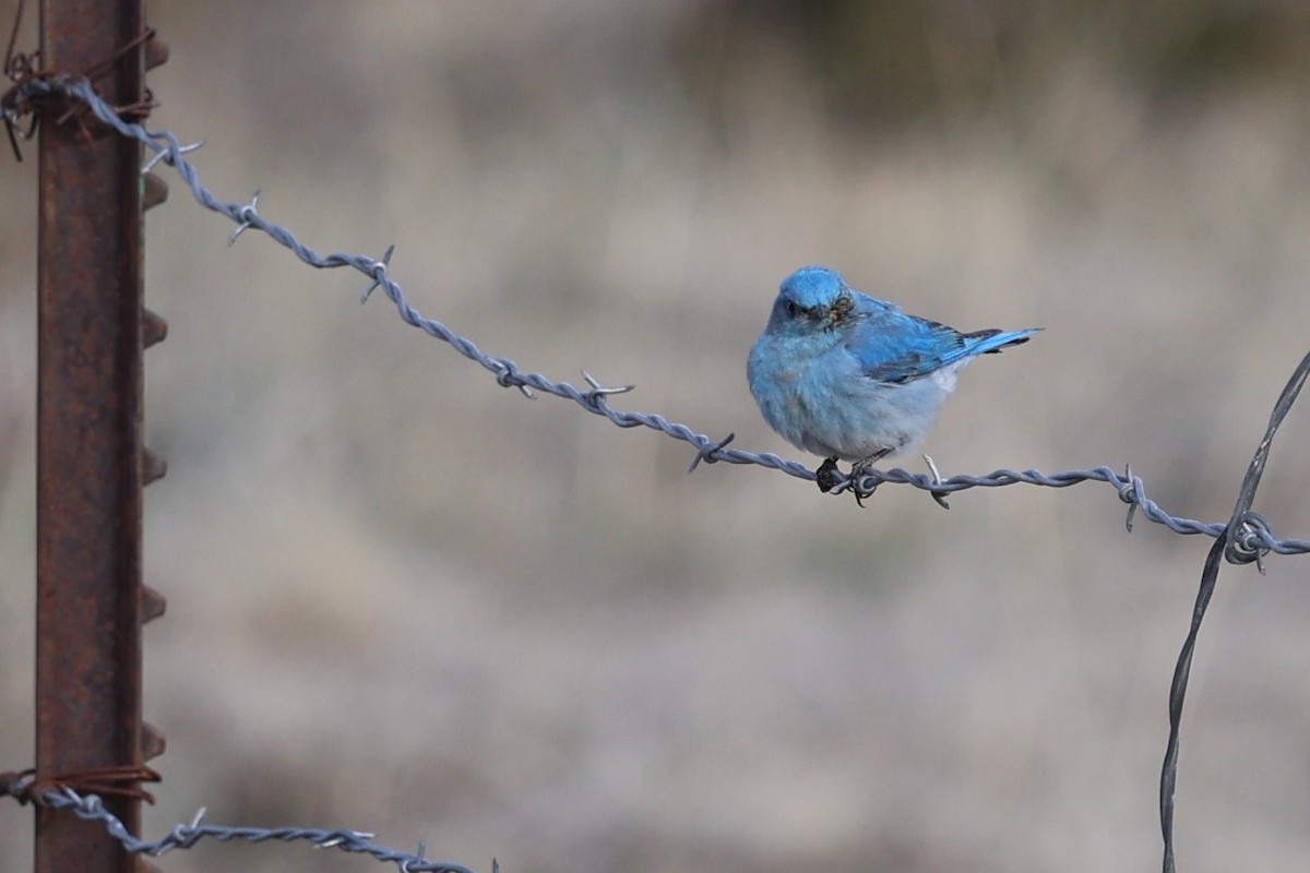 Mountain Bluebird - ML632120920