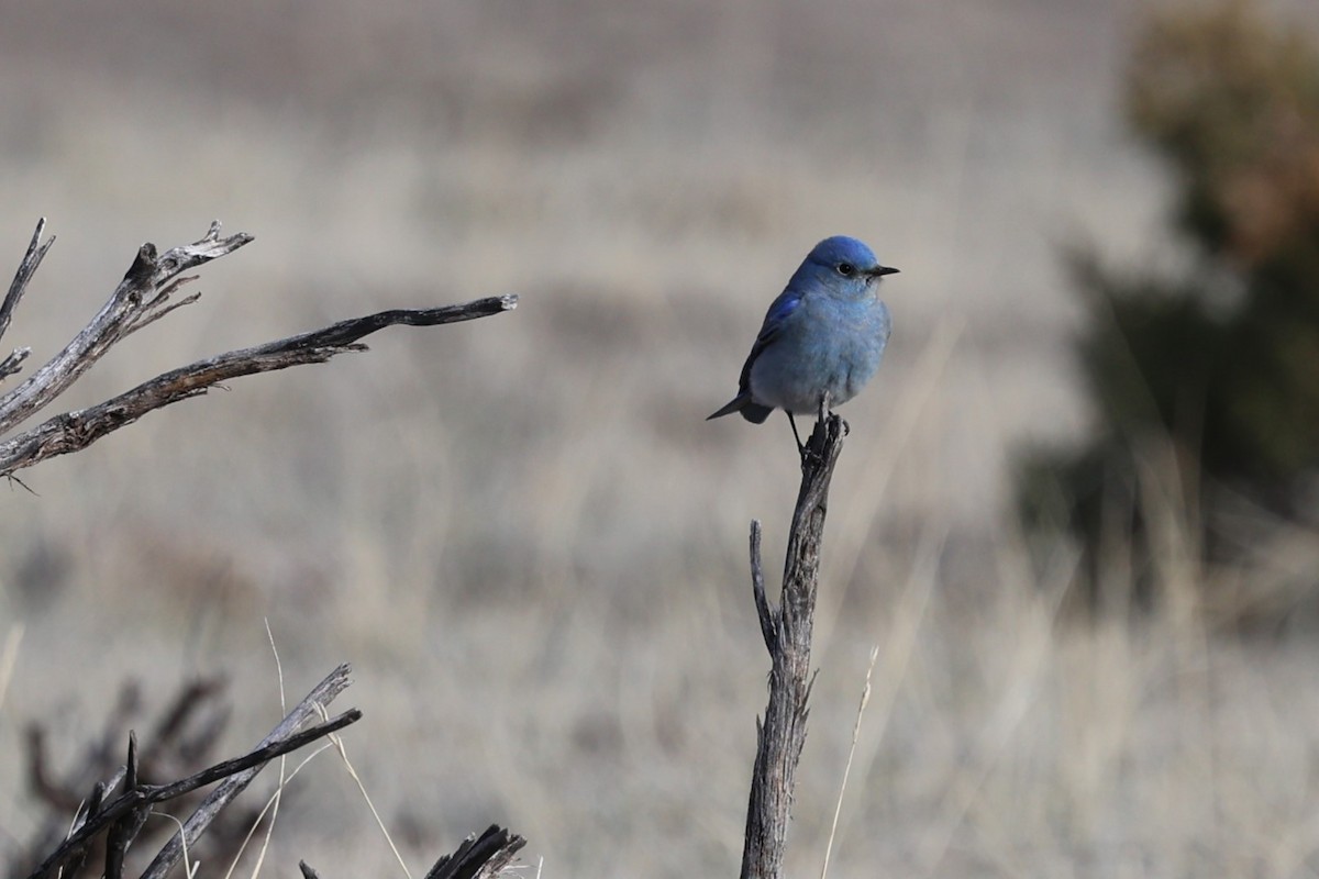 Mountain Bluebird - ML632120921