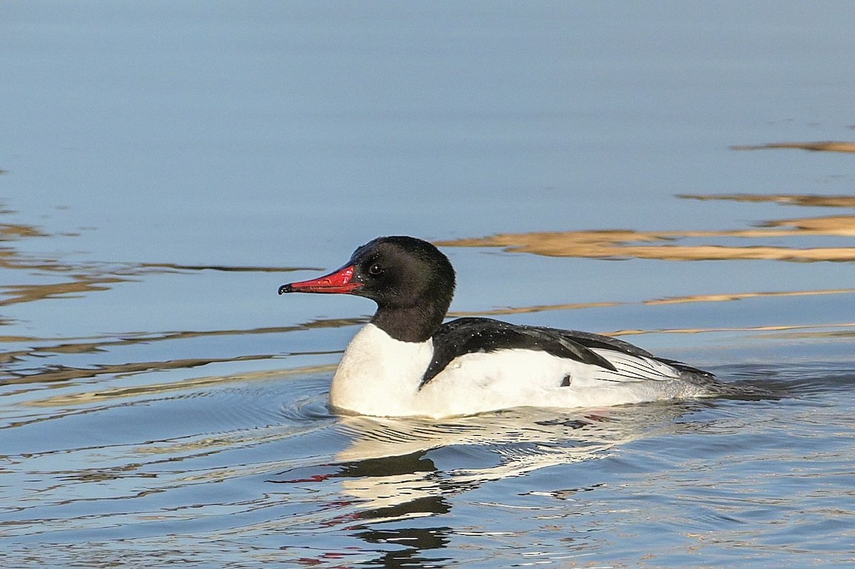 Common Merganser - ML632120958