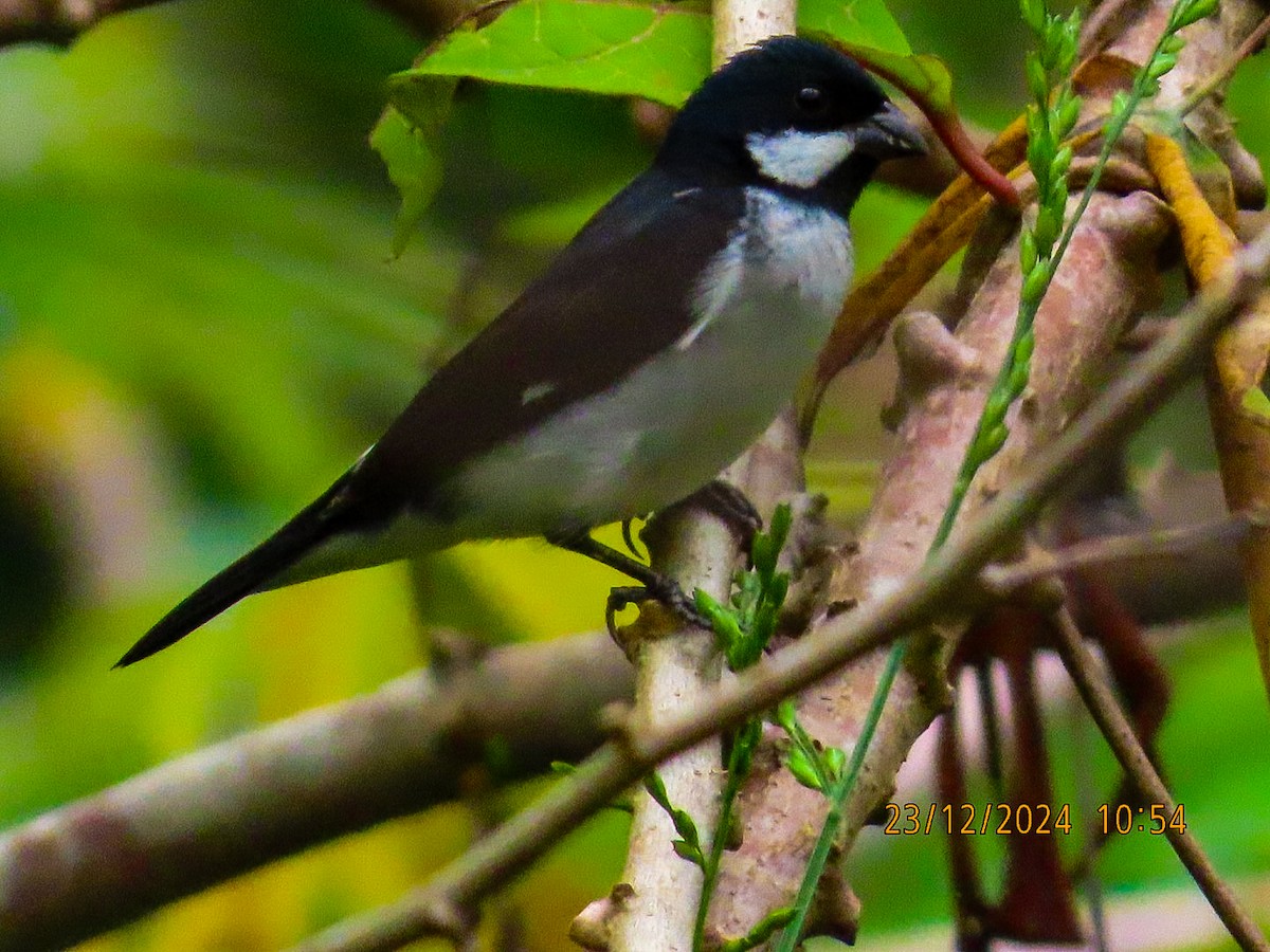 Lesson's Seedeater - ML632120991