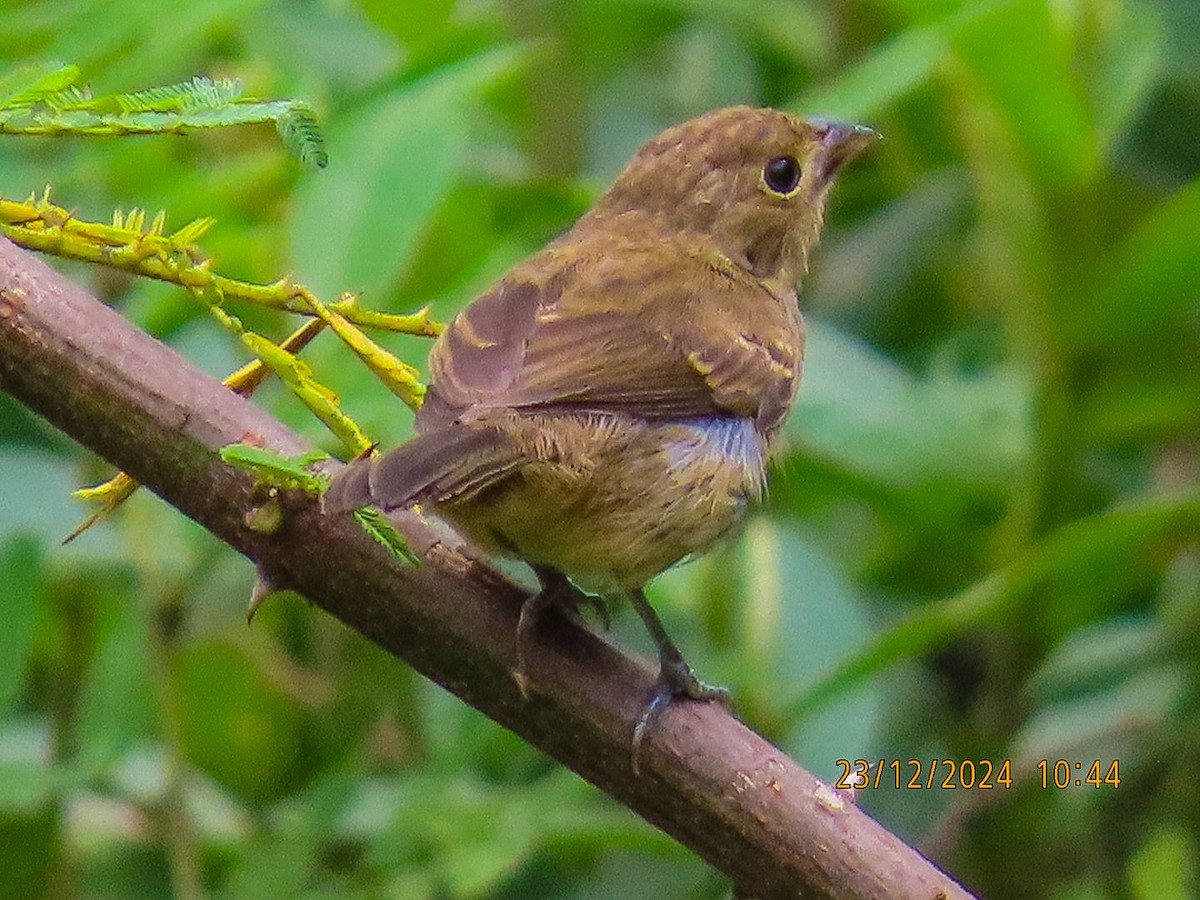 Lesson's Seedeater - ML632120992