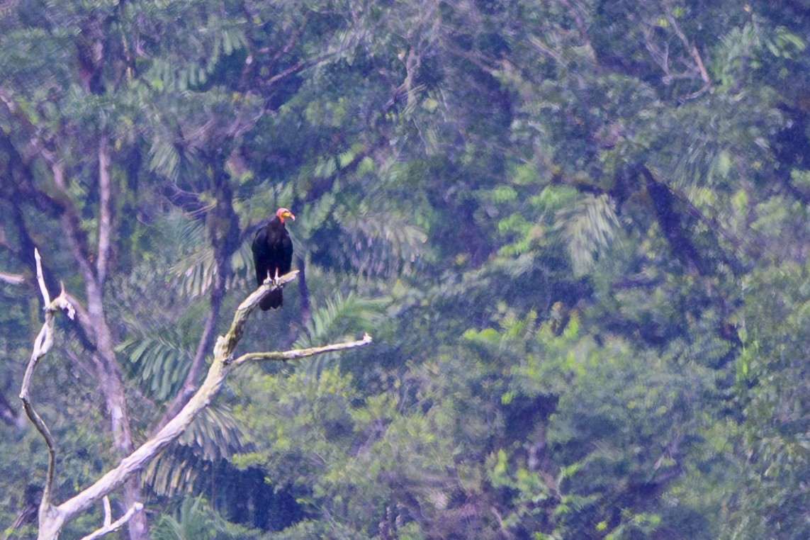 Greater Yellow-headed Vulture - ML632121190