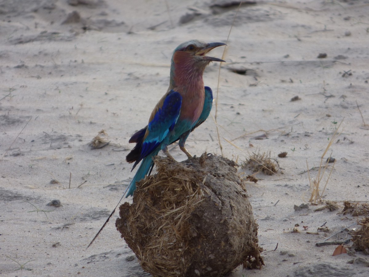 Lilac-breasted Roller - ML63212121