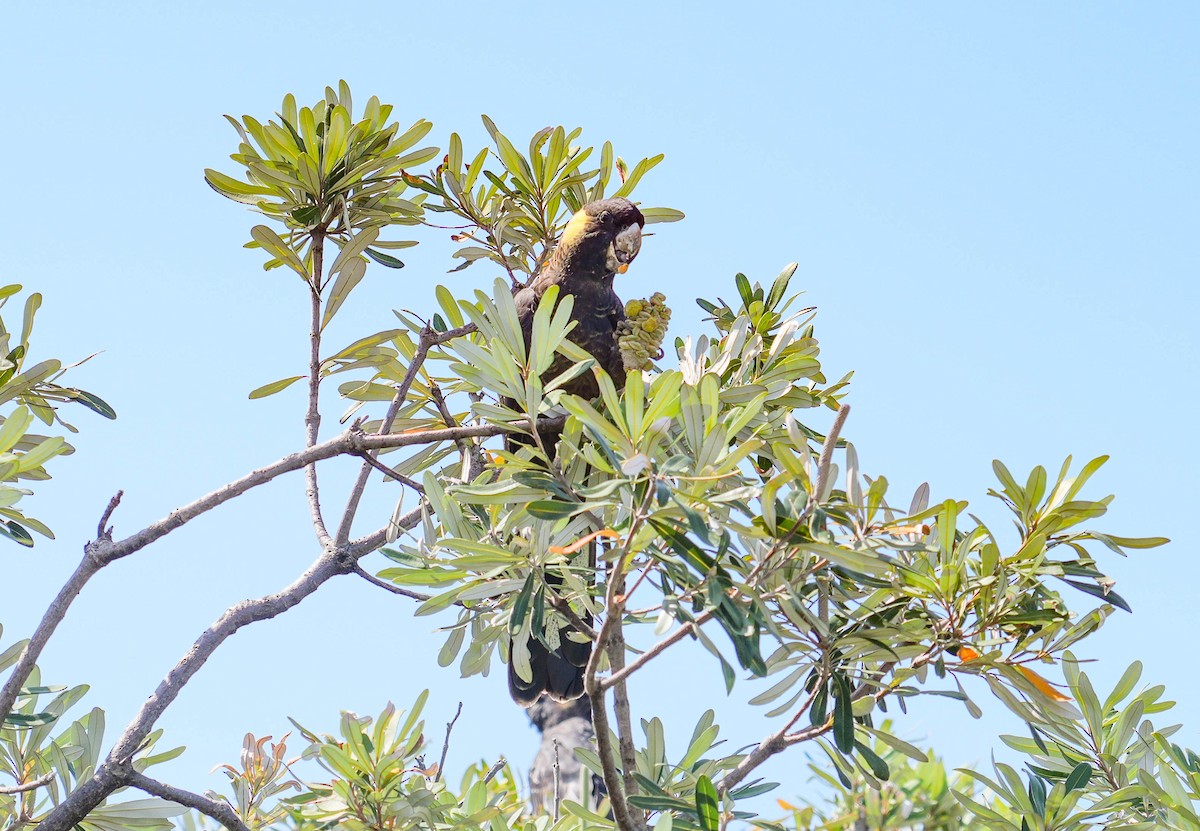 Yellow-tailed Black-Cockatoo - ML632121303