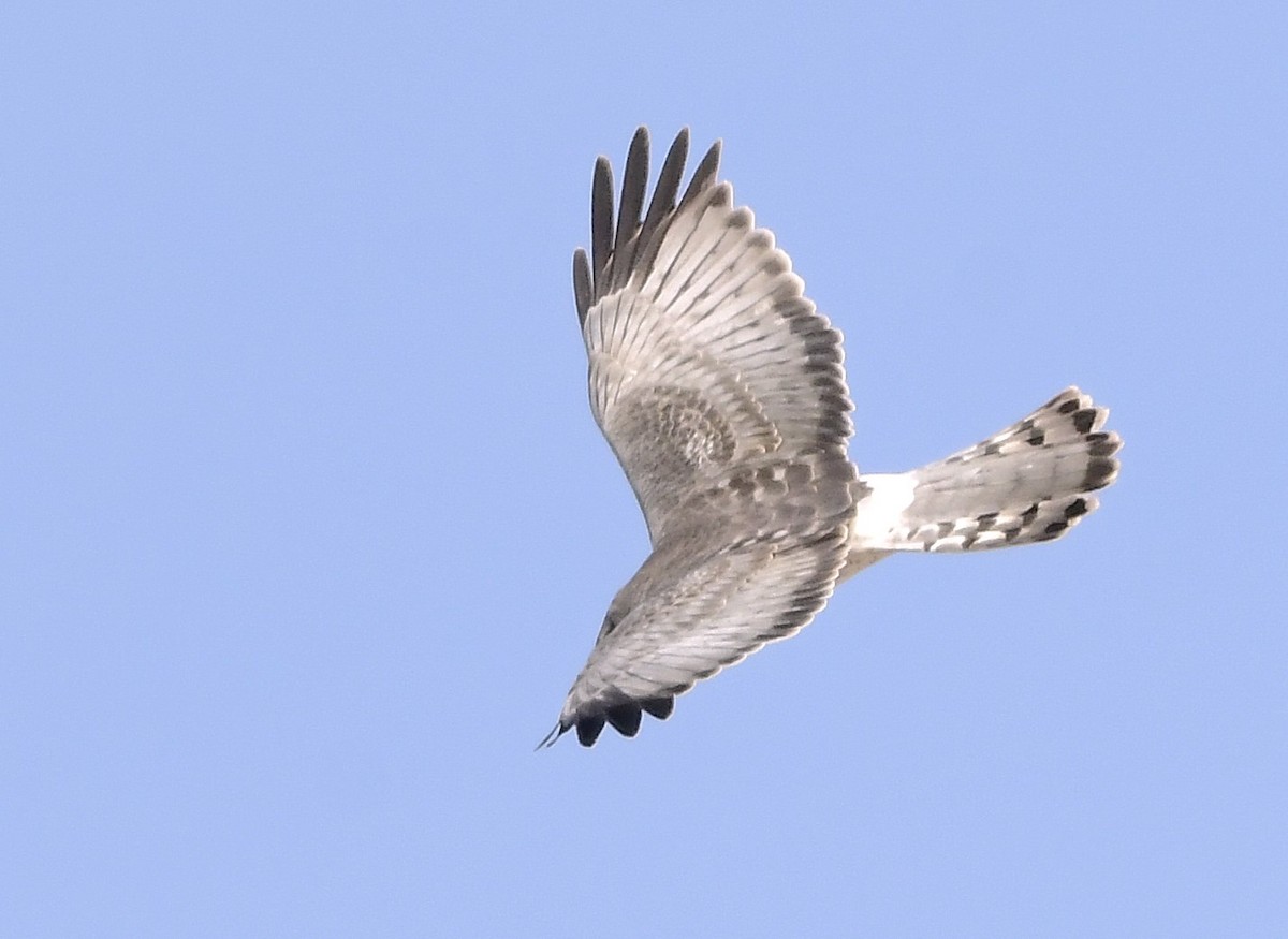 mørkmyrhauk - ML632121430
