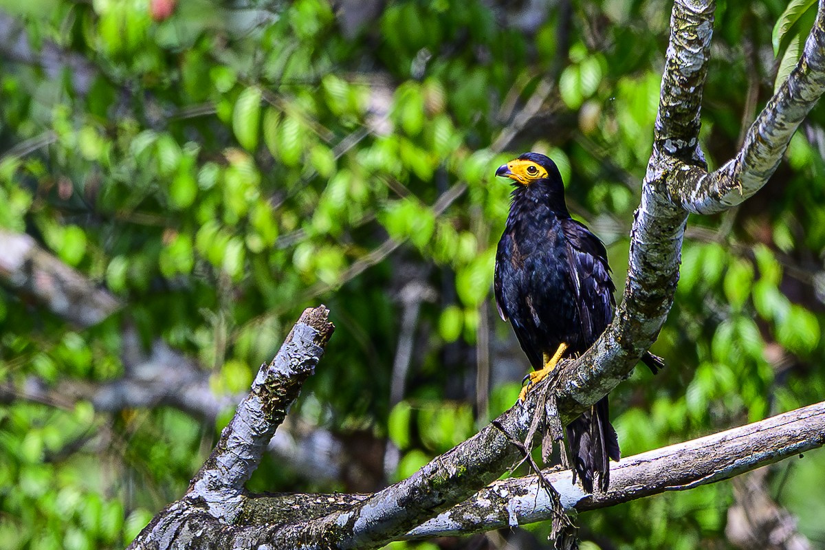 Black Caracara - ML632121456