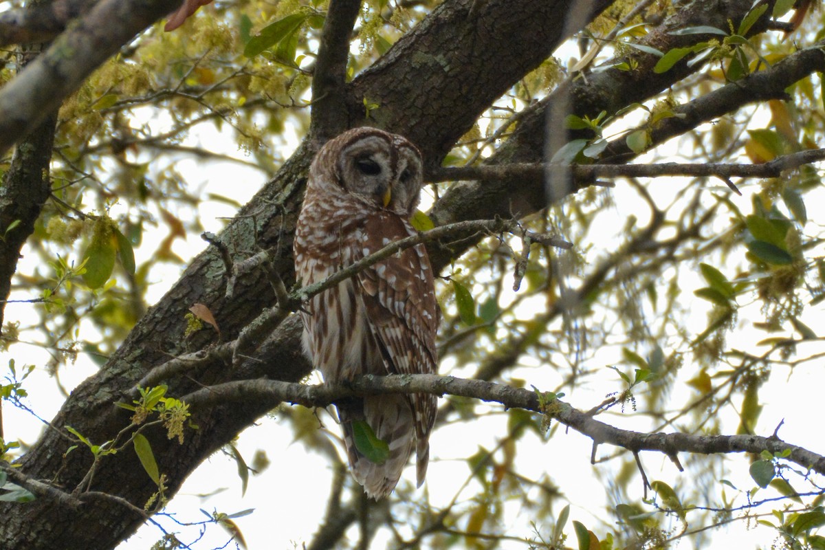 Barred Owl - ML632121460