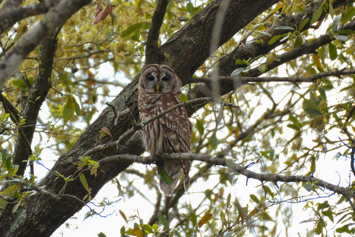 Barred Owl - ML632121461