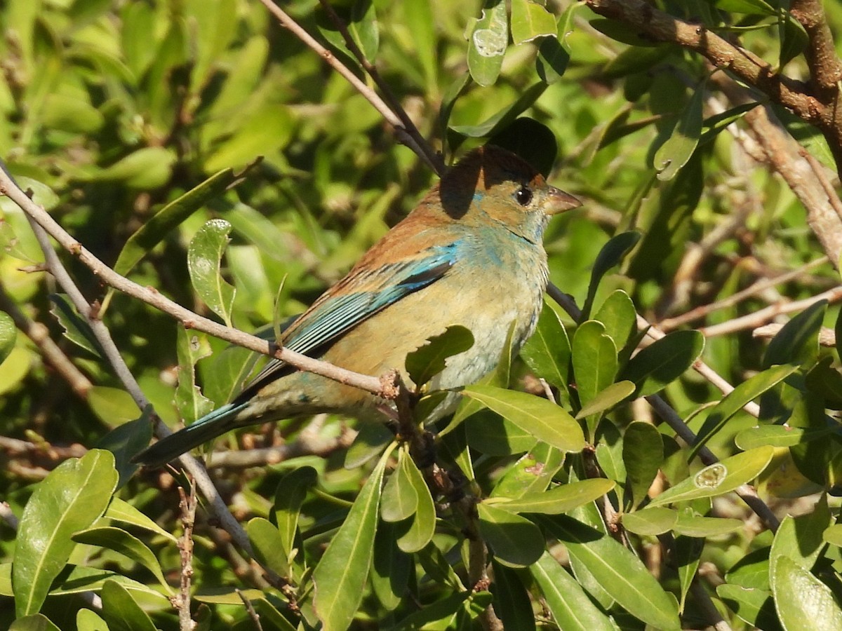 Indigo Bunting - ML632121572