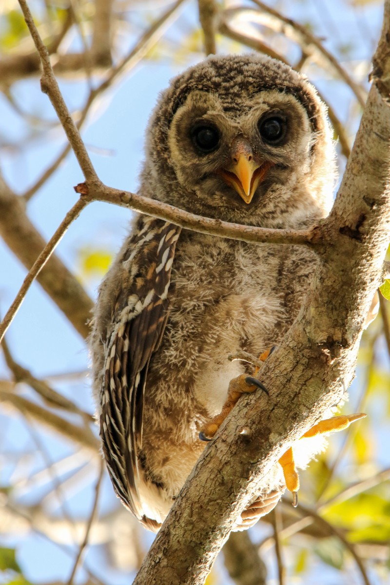 Barred Owl - ML632121684