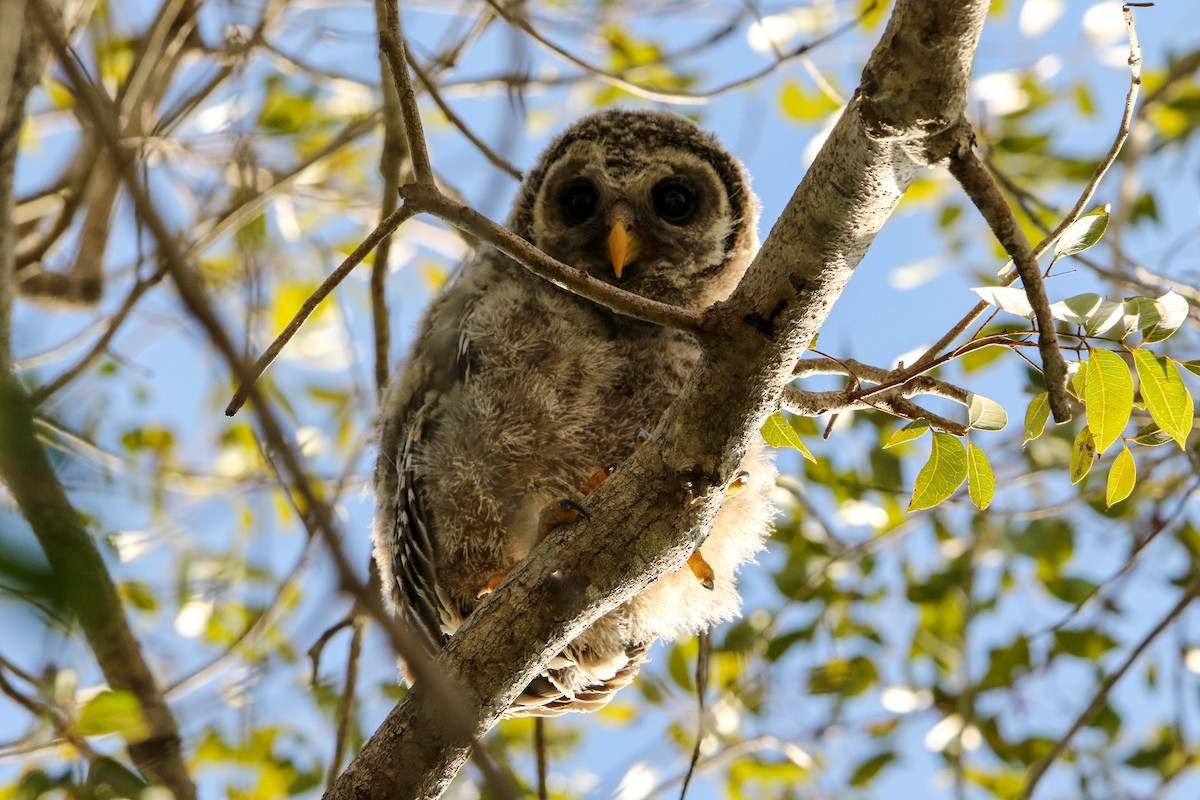 Barred Owl - ML632121685