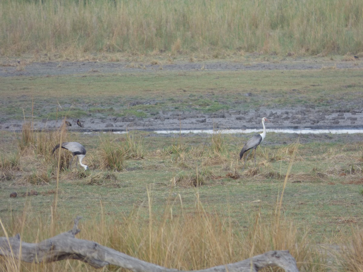 Wattled Crane - ML63212171