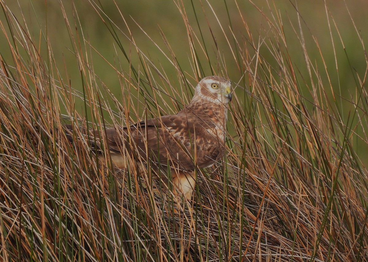mørkmyrhauk - ML632121790