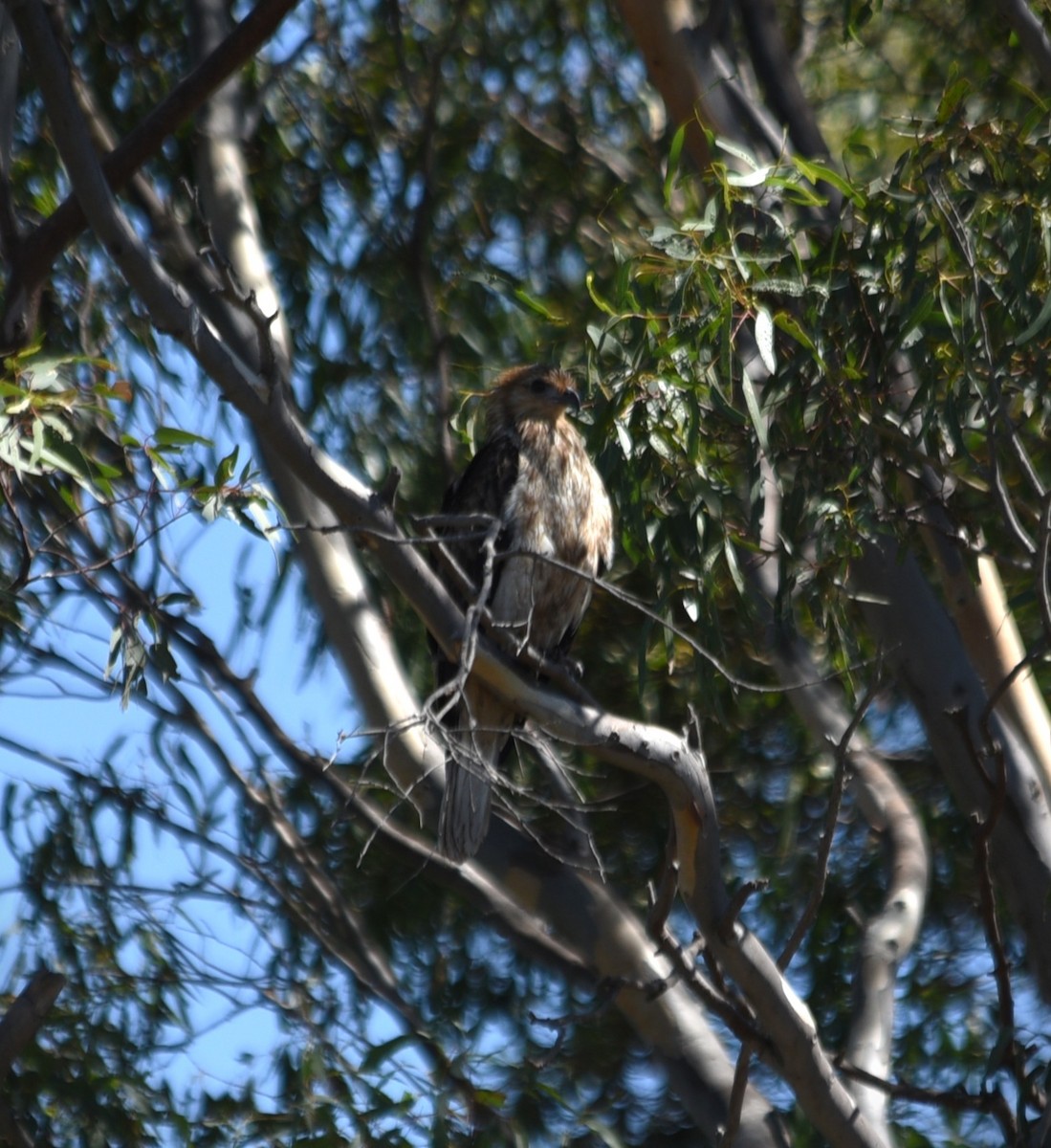Whistling Kite - ML632121862