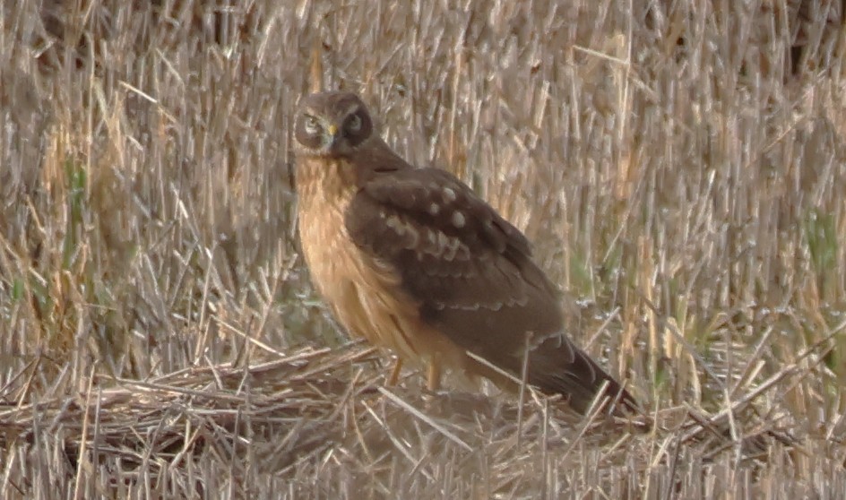 mørkmyrhauk - ML632121960