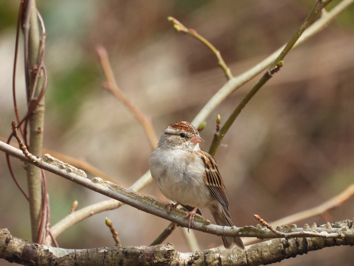Chipping Sparrow - ML632122226