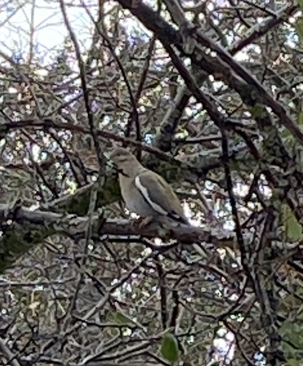 White-winged Dove - ML632122314