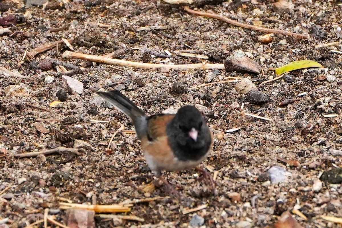 Dark-eyed Junco (Oregon) - ML632122329