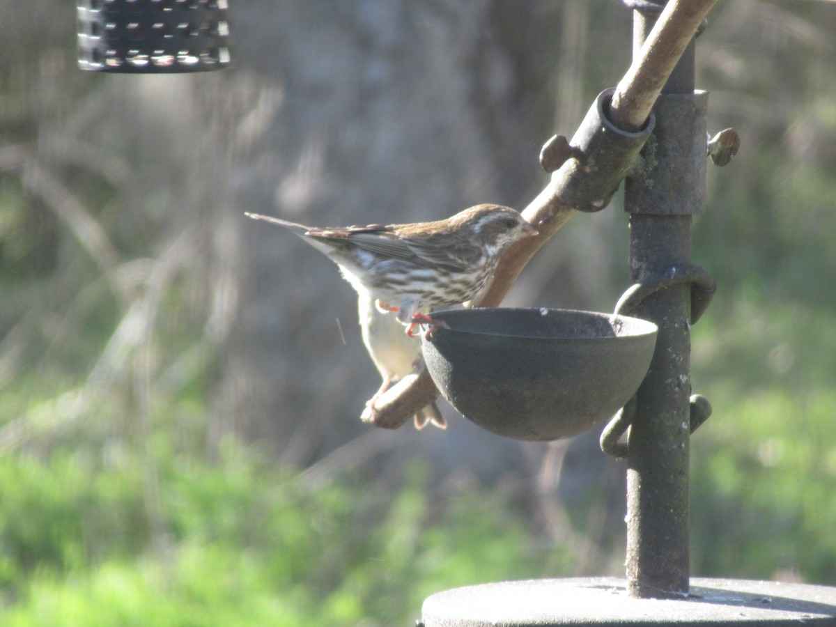 Purple Finch - ML632122386
