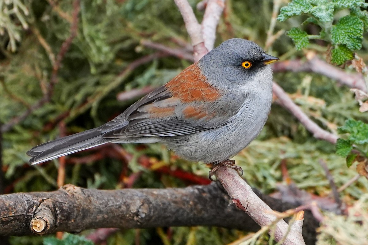 Yellow-eyed Junco - ML632122462