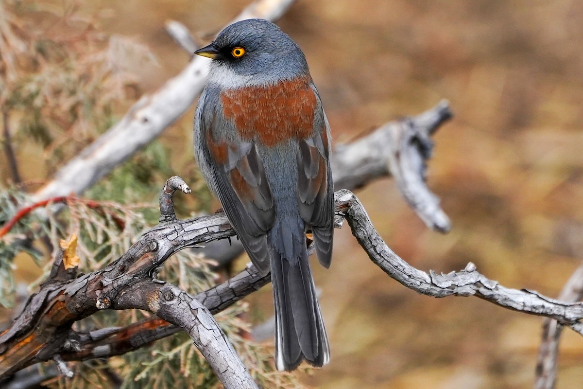 Yellow-eyed Junco - ML632122471