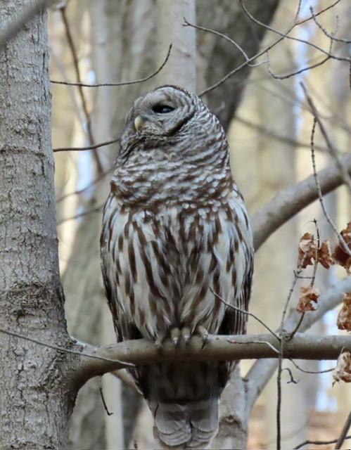 Barred Owl - ML632122600