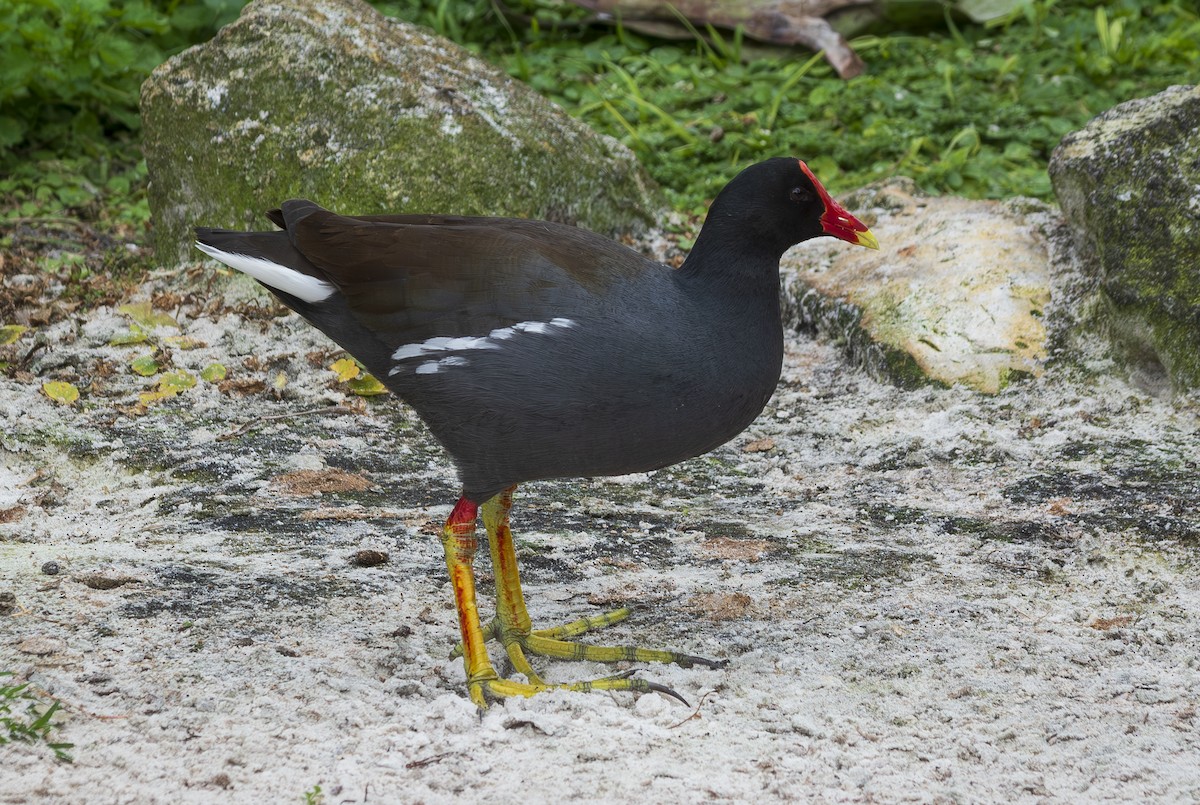 Dusky Moorhen - ML632122682
