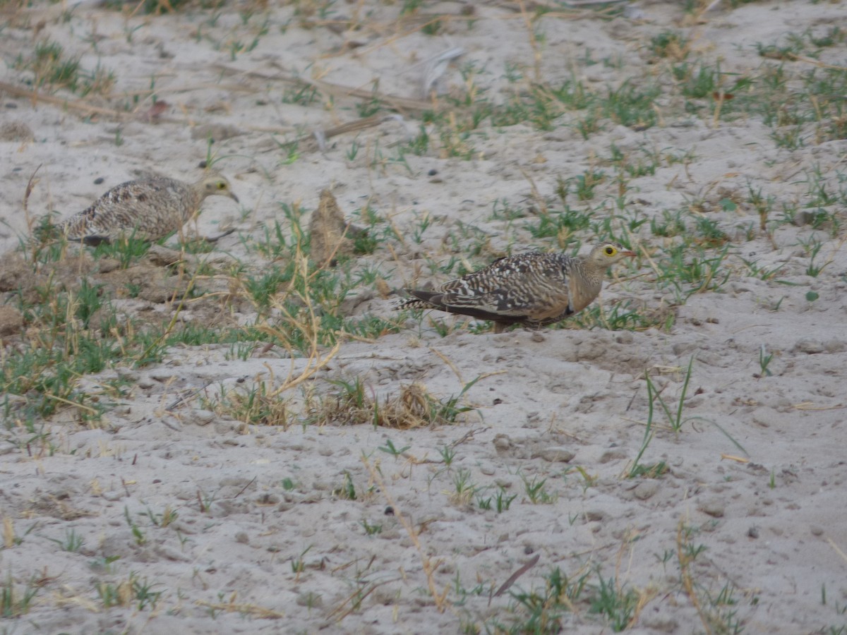 Double-banded Sandgrouse - ML63212271