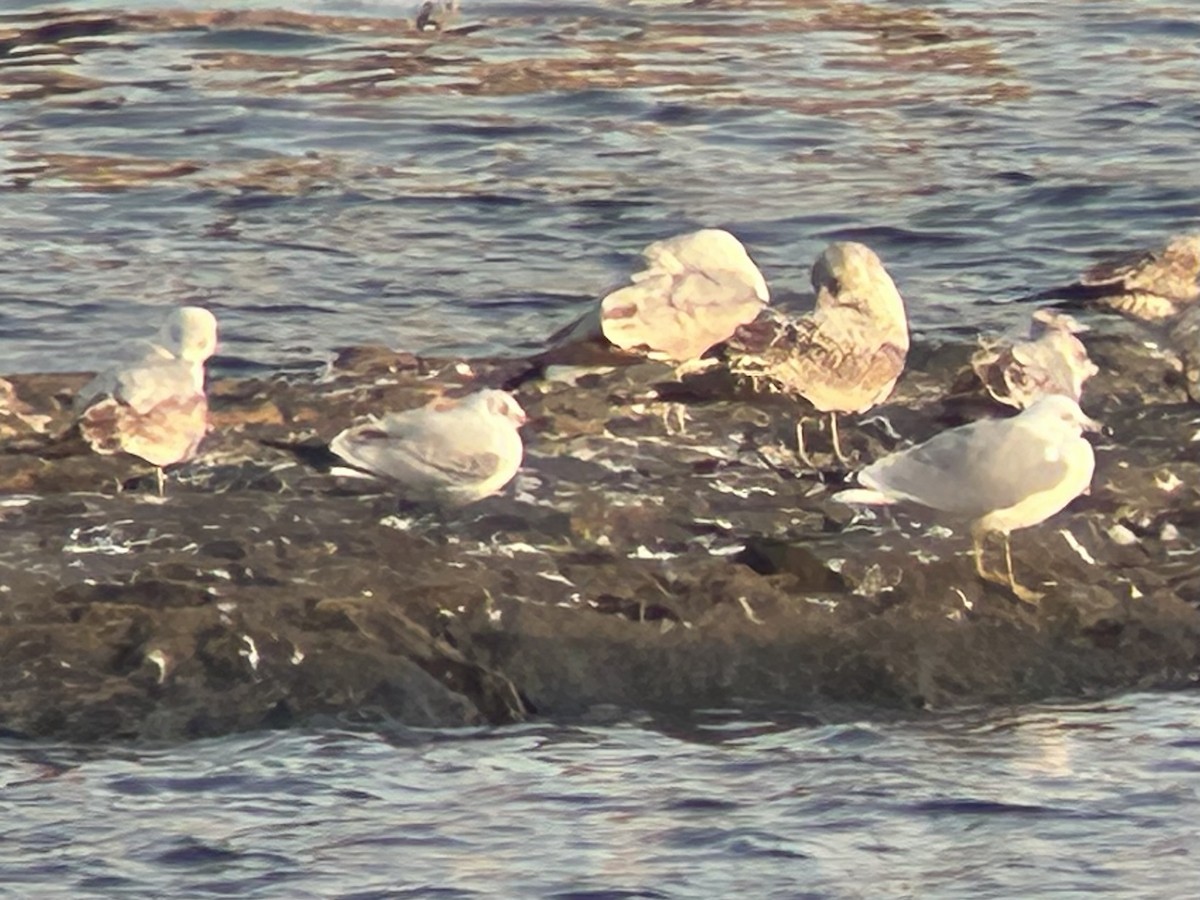 紅嘴鷗 - ML632122762