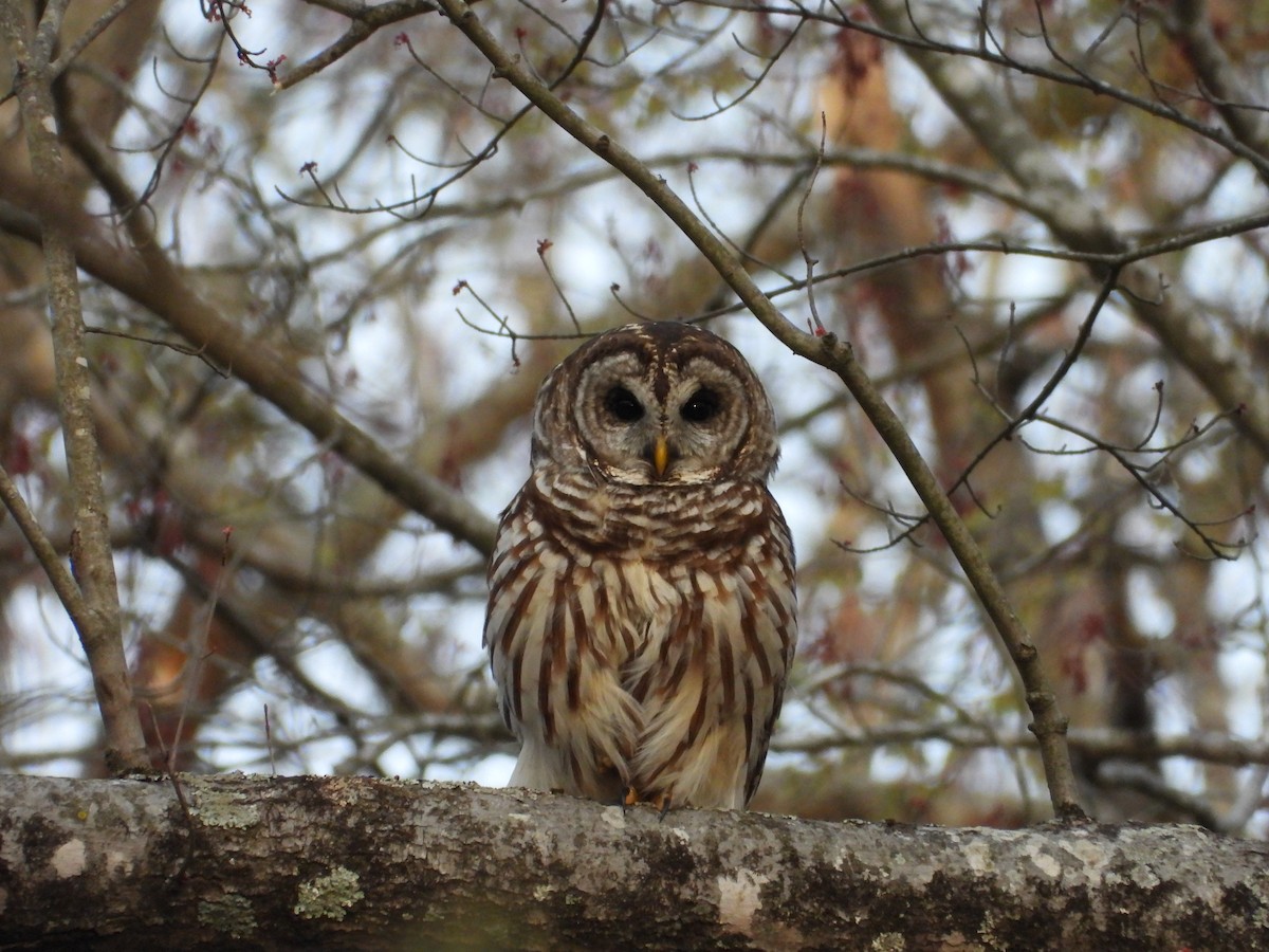 Barred Owl - ML632122774
