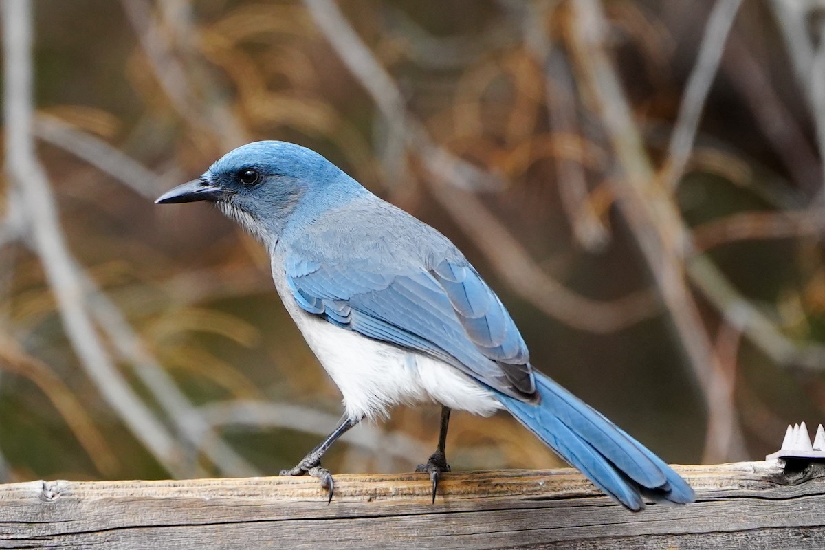 Mexican Jay - ML632122822