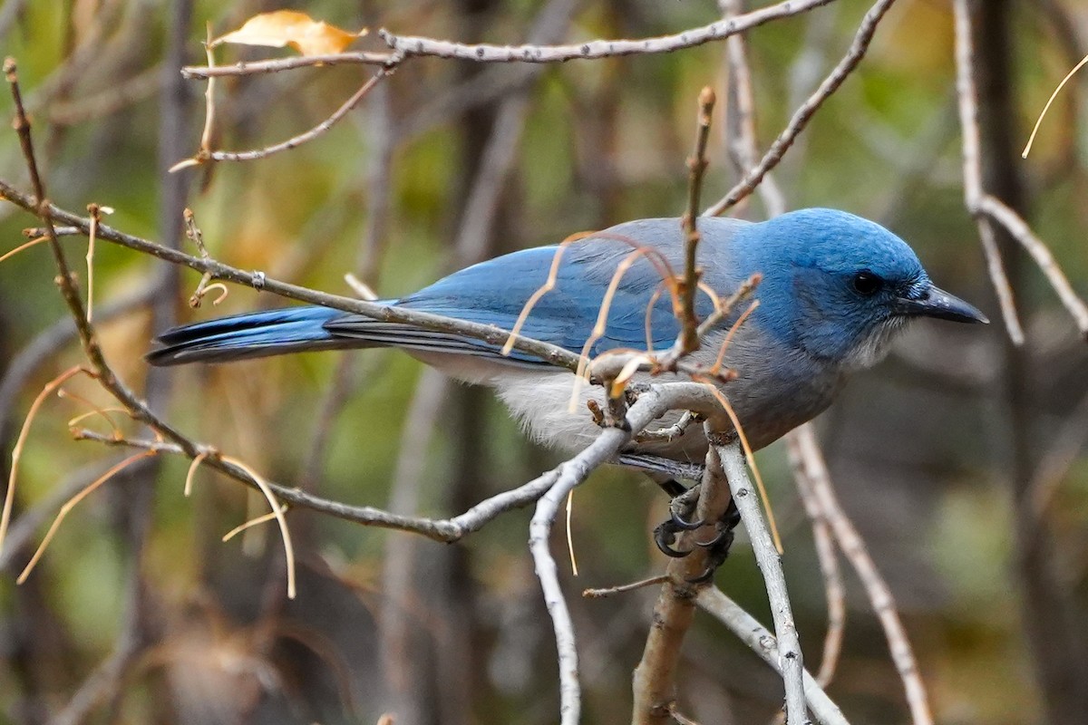 Mexican Jay - ML632122825