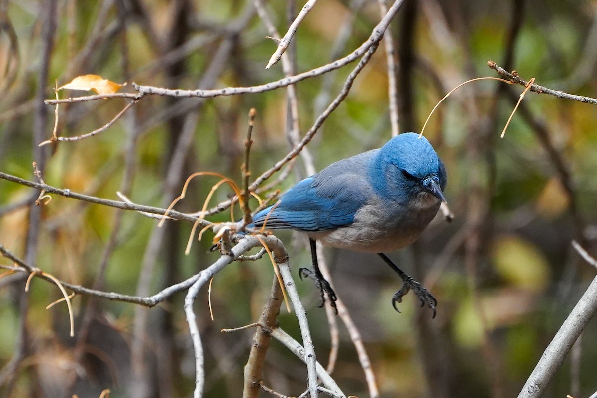 Mexican Jay - ML632122828