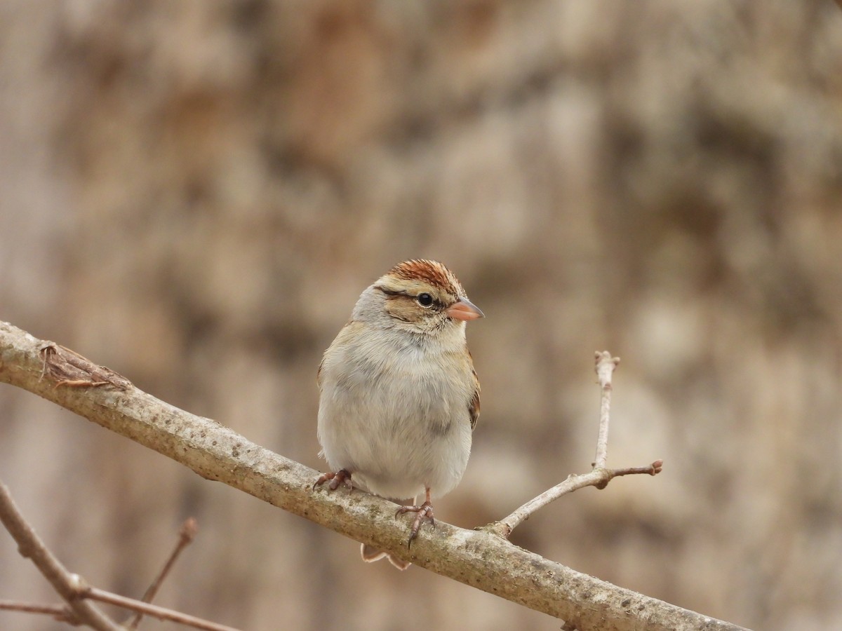 Chipping Sparrow - ML632122880