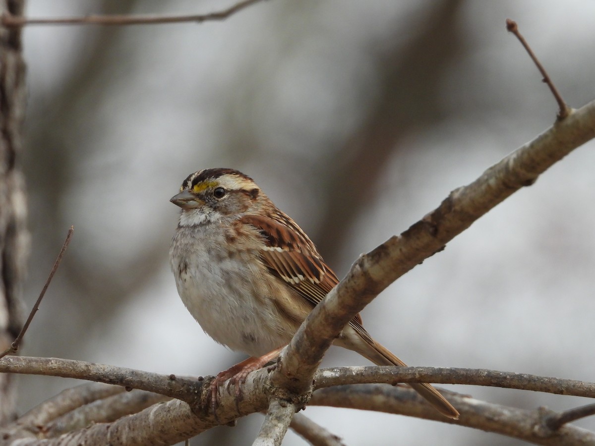 White-throated Sparrow - ML632122954