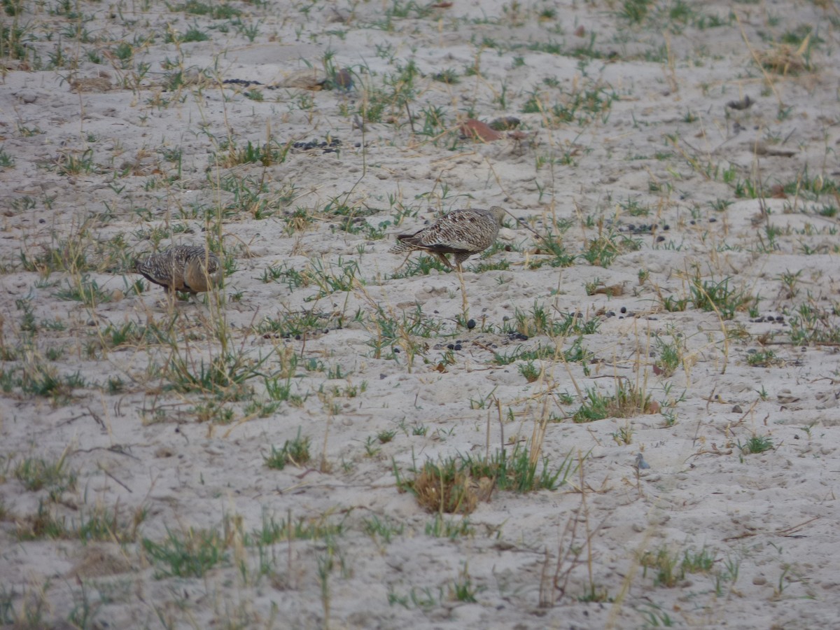 Double-banded Sandgrouse - Bill Crins