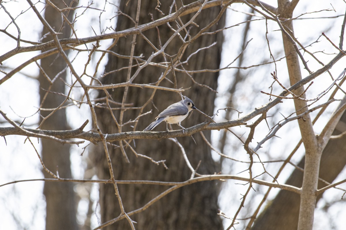 Tufted Titmouse - ML632123256