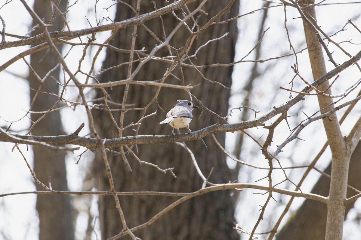Tufted Titmouse - ML632123258
