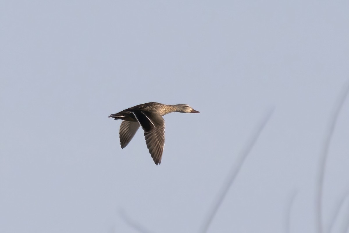 kachna divoká x tmavá (hybrid) - ML632123321